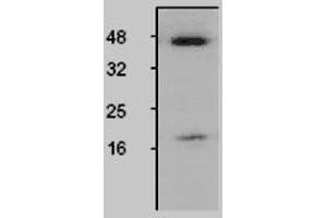 Image no. 1 for anti-Caspase 1 (CASP1) antibody (ABIN187803) (Caspase 1 antibody)