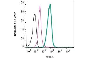 anti-Cadherin 13 (CDH13) (AA 164-178), (Extracellular), (N-Term) antibody