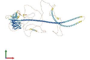 AlphaFold protein structure predicition of Human Recombinant TSC1 Protein, UniprotID Q92574 (TSC1 Protein (AA 1-1164) (His tag))