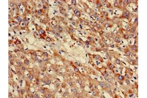 NDUFB3 antibody  (AA 2-65)