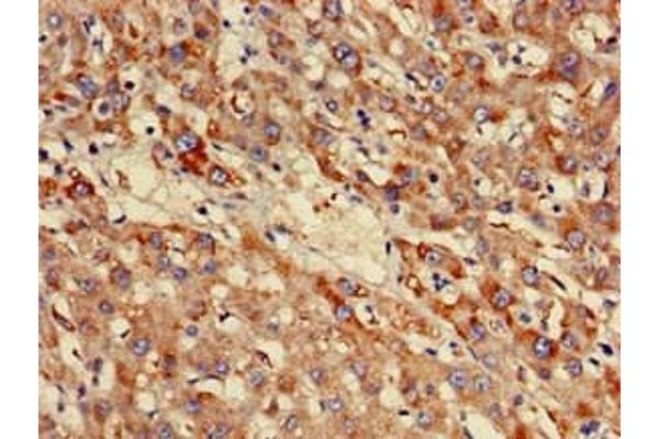 NDUFB3 antibody  (AA 2-65)