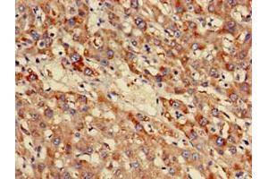 Immunohistochemistry of paraffin-embedded human liver tissue using ABIN7160920 at dilution of 1:100 (NDUFB3 antibody  (AA 2-65))