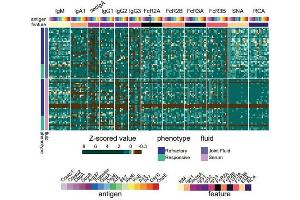 Systems serology profiling with Borrelia-specific antigens reveals patient heterogeneity. (Crasp-2 Protein)