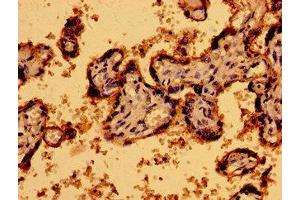Immunohistochemistry of paraffin-embedded human placenta tissue using ABIN7162453 at dilution of 1:100 (P2RY1 antibody  (AA 329-373))