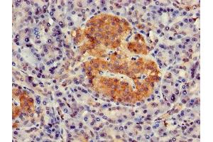 Immunohistochemistry of paraffin-embedded human pancreatic tissue using ABIN7154672 at dilution of 1:100 (GNG4 antibody  (AA 1-72))