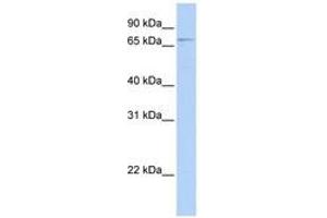 Image no. 1 for anti-Glomulin, FKBP Associated Protein (GLMN) (N-Term) antibody (ABIN6741139) (GLMN antibody  (N-Term))
