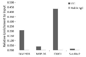 Chromatin immunoprecipitation analysis of extracts of 293T cells, using YY1 antibody (ABIN6128933, ABIN6150354, ABIN6150356 and ABIN6216742) and rabbit IgG. (YY1 antibody  (AA 1-200))