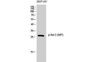 Western Blotting (WB) image for anti-B-Cell CLL/lymphoma 2 (BCL2) (pSer87) antibody (ABIN3173227) (Bcl-2 antibody  (pSer87))