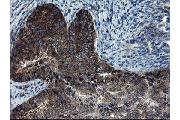 CNOT4 antibody  (AA 190-455)