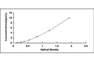 SYNPO2 ELISA Kit
