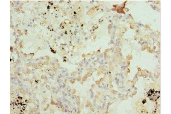 BTG1 antibody  (AA 22-171)