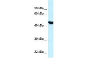 Image no. 1 for anti-Hyaluronidase-3 (HYAL3) (C-Term) antibody (ABIN6747546) (HYAL3 antibody  (C-Term))
