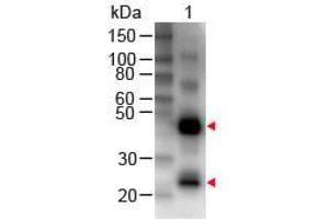 Western Blot of Rabbit anti-Human IgG (H&L) Antibody Biotin Conjugated Lane 1: Human IgG Load: 50 ng per lane Primary antibody: Human IgG (H&L) Antibody Biotin Conjugated at 1:1000 for 60 min RT Secondary antibody: HRP Conjugated Streptavidin at 1:40,000 for 30 min at RT Block: ABIN925618 for 30 min at RT (Rabbit anti-Human IgG (Heavy & Light Chain) Antibody (Biotin) - Preadsorbed)