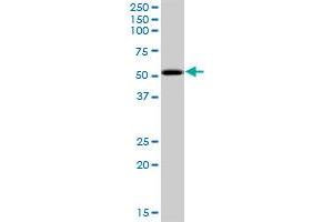 PKNOX2 MaxPab polyclonal antibody. (PKNOX2 antibody  (AA 1-471))