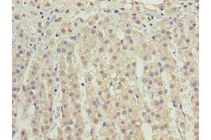 Immunohistochemistry of paraffin-embedded human adrenal gland tissue using ABIN7175208 at dilution of 1:100 (VISTA antibody  (AA 37-194))