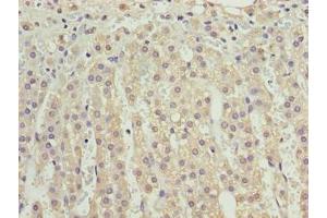 Immunohistochemistry of paraffin-embedded human adrenal gland tissue using ABIN7175208 at dilution of 1:100