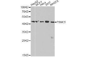 Western blot analysis of extracts of various cell lines, using PSMC5 antibody. (PSMC5 antibody  (AA 127-406))