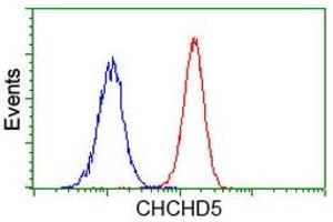 Image no. 5 for anti-Coiled-Coil-Helix-Coiled-Coil-Helix Domain Containing 5 (CHCHD5) antibody (ABIN1497488) (CHCHD5 antibody)