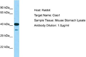 WB Suggested Anti-Ciao1 Antibody   Titration: 1. (CIAO1 antibody  (N-Term))