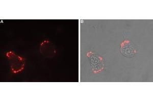 Expression of Nrxn1α in rat PC12 cells - Cell surface detection of Nrxn1α in intact living rat pheochromocytoma (PC12) cells. (Neurexin 1 antibody  (Extracellular, N-Term))