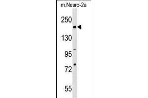 Mouse Rad50 Antibody (C-term) (ABIN1537647 and ABIN2838236) western blot analysis in mouse Neuro-2a cell line lysates (35 μg/lane). (RAD50 antibody  (C-Term))