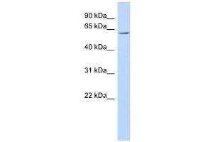 FLJ14803 antibody used at 1 ug/ml to detect target protein. (TMEM209 antibody  (N-Term))