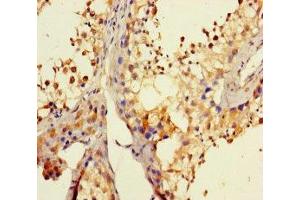 Immunohistochemistry of paraffin-embedded human testis tissue using ABIN7164380 at dilution of 1:100 (DHX35 antibody  (AA 1-300))