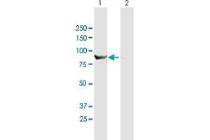 Western Blot analysis of HOOK1 expression in transfected 293T cell line by HOOK1 MaxPab polyclonal antibody. (HOOK1 antibody  (AA 1-728))