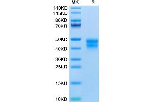 BTN2A2 Protein (AA 30-244) (His tag)