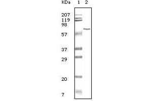 Western Blot showing BSA antibody antiobdy used against BSA. (BSA antibody)
