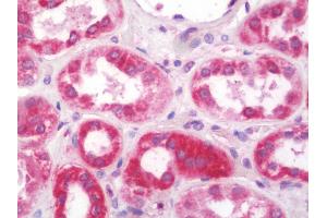 Anti-NDUFS5 antibody IHC staining of human kidney. (NDUFS5 antibody  (Biotin))