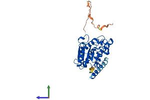 AlphaFold protein structure predicition of Human Recombinant UNG Protein, UniprotID P13051 (UNG Protein (AA 1-313) (His tag))