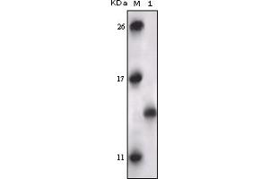 Western Blotting (WB) image for anti-Mitogen-Activated Protein Kinase-Activated Protein Kinase 5 (MAPKAPK5) (truncated) antibody (ABIN2464093) (MAPKAP Kinase 5 antibody  (truncated))