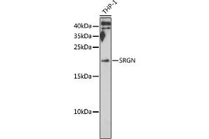 Western blot analysis of extracts of THP-1 cells, using SRGN antibody (ABIN6132571, ABIN6148441, ABIN6148443 and ABIN6222700) at 1:1000 dilution. (SRGN antibody  (AA 28-158))