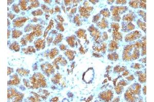 FFPE human pancreas tested with Lactadherin antibody (EDM45) (MFGE8 antibody)