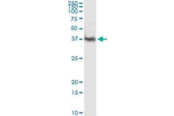 PGAM1 antibody  (AA 1-254)