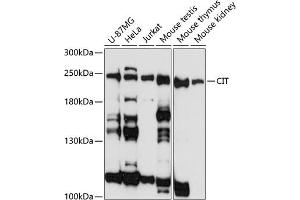 Western blot analysis of extracts of various cell lines, using CIT antibody (ABIN1679238, ABIN3017961, ABIN3017962 and ABIN6220322) at 1:3000 dilution. (CIT antibody  (AA 1000-1300))