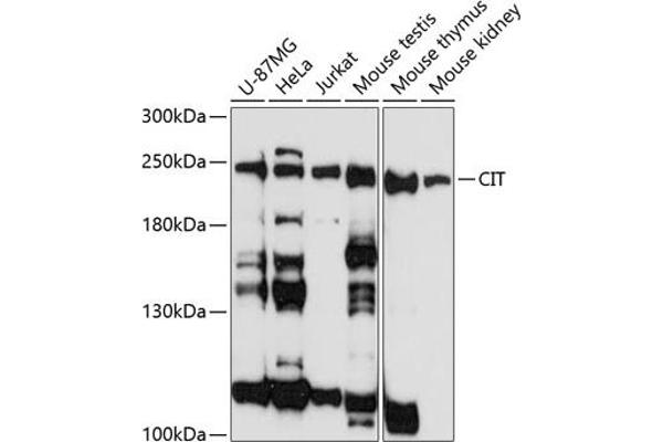 CIT antibody  (AA 1000-1300)