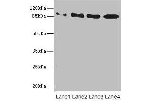 Western blot All lanes: TAS1R3 antibody at 1.