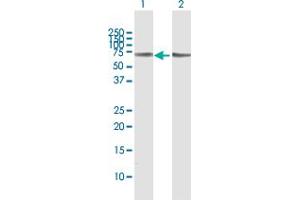 Western Blot analysis of SLC5A1 expression in transfected 293T cell line by SLC5A1 MaxPab polyclonal antibody. (SLC5A1 antibody  (AA 1-664))