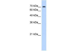 ZNF441 antibody used at 0. (ZNF441 antibody  (N-Term))