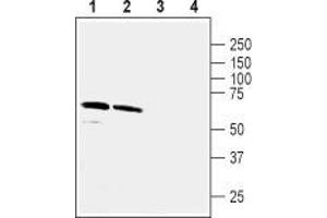 Western blot analysis of rat hippocampus (lanes 1 and 3) and mouse brain (lanes 2 and 4) lysates: - 1,2. (GABRA5 antibody  (2nd Cytoplasmic Loop))