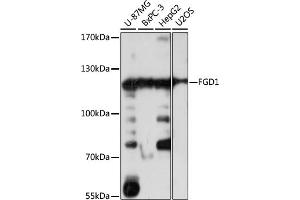 Western blot analysis of extracts of various cell lines, using FGD1 antibody (ABIN7267284) at 1:1000 dilution.