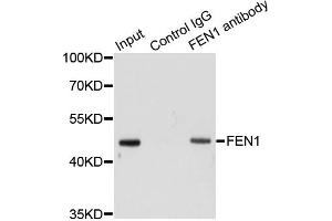 Immunoprecipitation analysis of 200ug extracts of HeLa cells using 1ug FEN1 antibody. (FEN1 antibody)