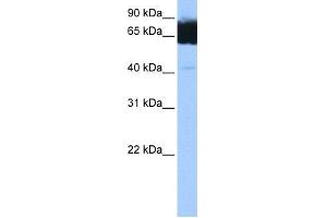 Image no. 1 for anti-Tetratricopeptide Repeat Domain 12 (TTC12) (C-Term) antibody (ABIN631929) (TTC12 antibody  (C-Term))
