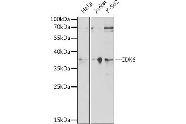CDK6 Antikörper  (AA 1-326)