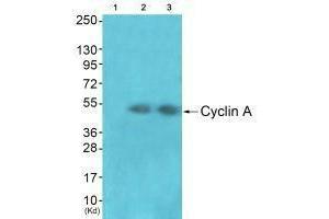 Western blot analysis of extracts from JK cells (Lane 2) and cos-7 cells (Lane 3), using Cyclin A antiobdy. (Cyclin A1 antibody)