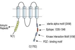 Representative domain view of the target of ABIN7043293.