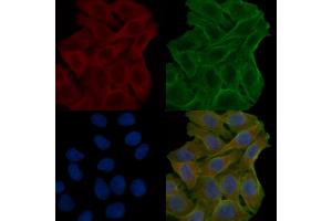 ABIN7094065 and ABIN7098109 staining Hela cells(24h of starvation treatment) by IF/ICC.