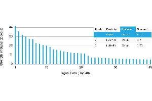 Protein Array (PAr) image for anti-Fatty Acid Binding Protein 7, Brain (FABP7) antibody (ABIN7455982) (FABP7 antibody)